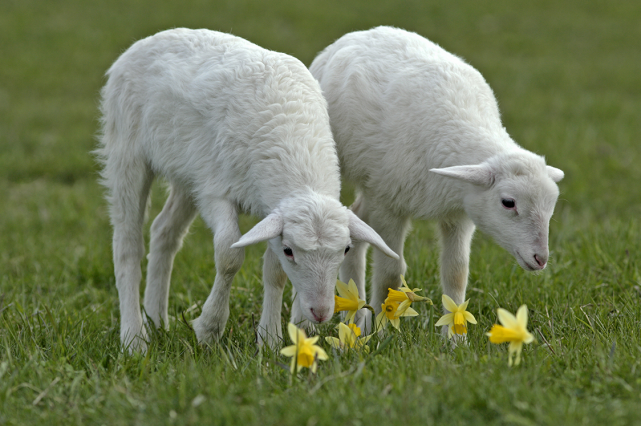 生肖|最近半个月，命星顺行，局势利好，财气增强，弯腰能捡钱的生肖！