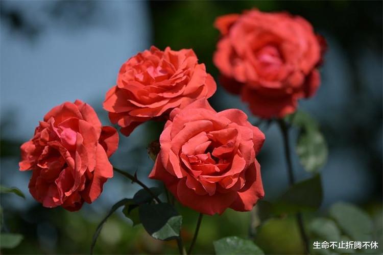 房价|你住父母家付房租了没?