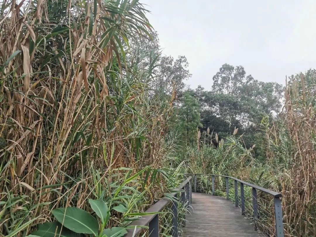 遵义|从平湖生态园到甘坑河碧道：徒步新线路