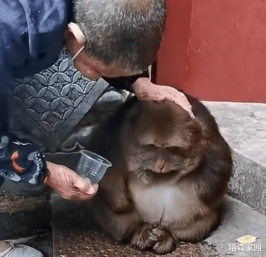 你见过把成熟稳重写在脸上的猴子吗