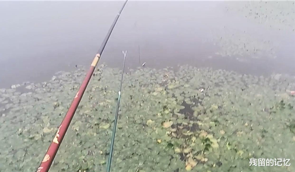 |钓鱼钓草有什么技巧？钓不到鱼，不一定是钓技差，原来是这些原因