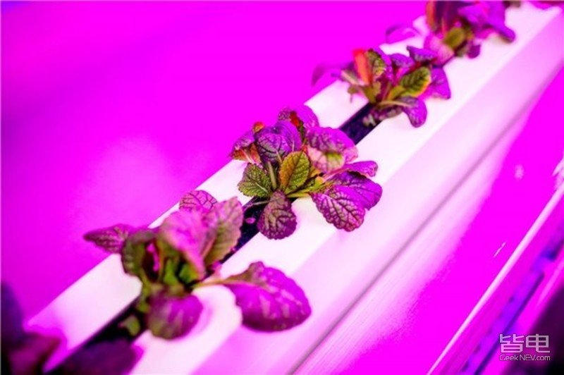伊隆·马斯克|马斯克的弟弟，靠种菜融了540万美元