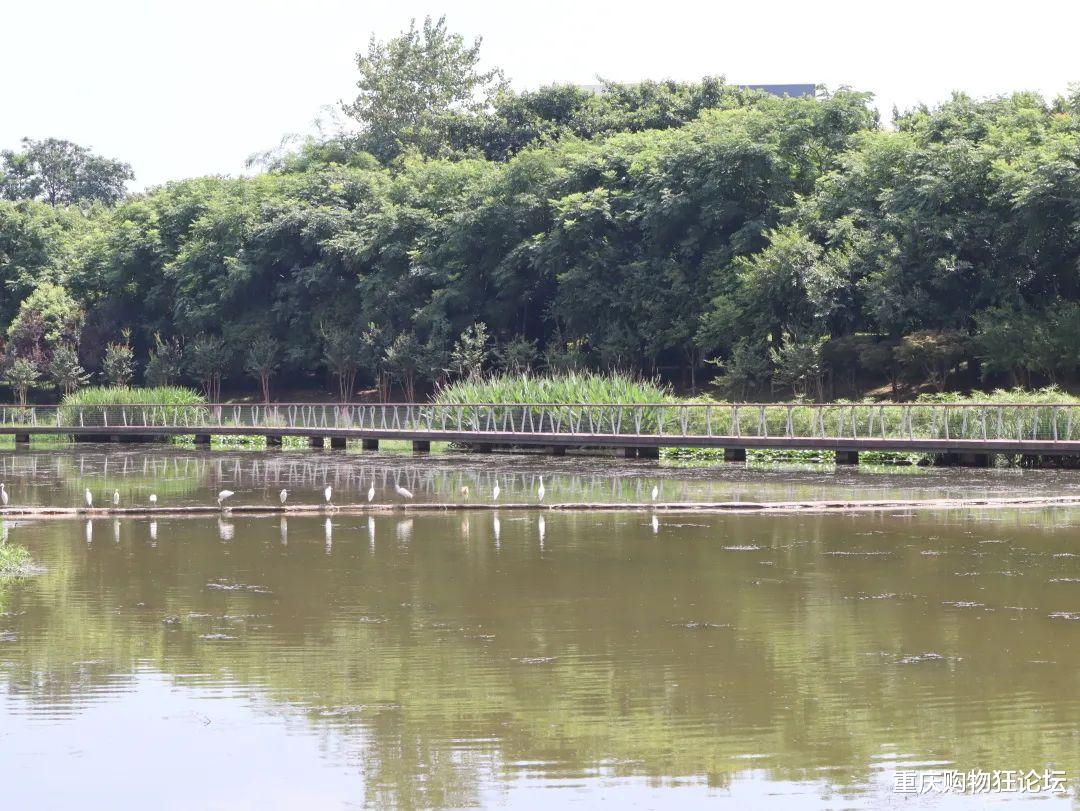 荷花|南岸藏着大片免费赏荷地，还有白鹭、儿童乐园…