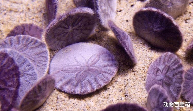 2021年，成千上万只沙币被冲上美国海岸，沙币究竟是个什么动物？