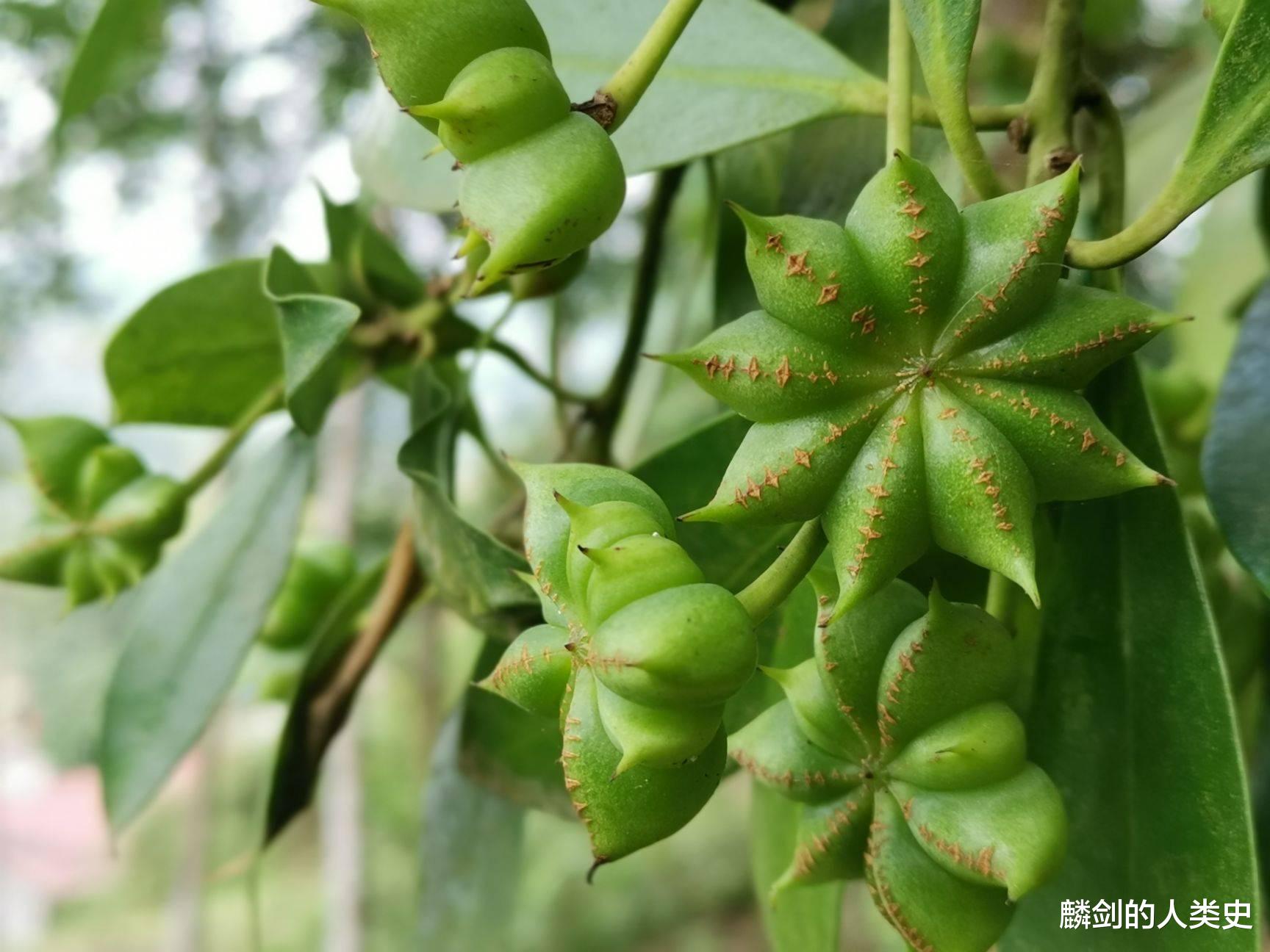 【地球生物全系列——植物篇】木兰藤目—五味子科(下)