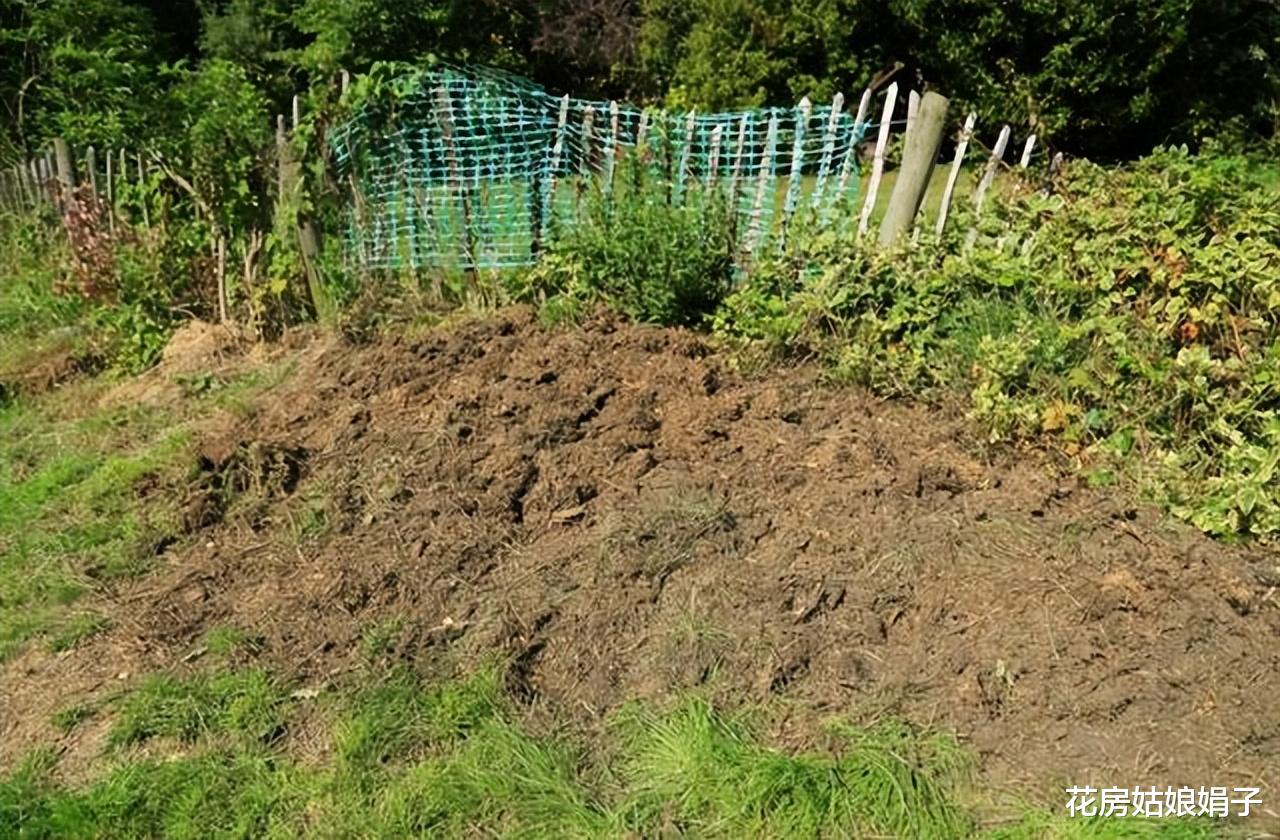 撂荒的1000㎡院子重建，一半养花，一半种菜，享受宁静的田园生活