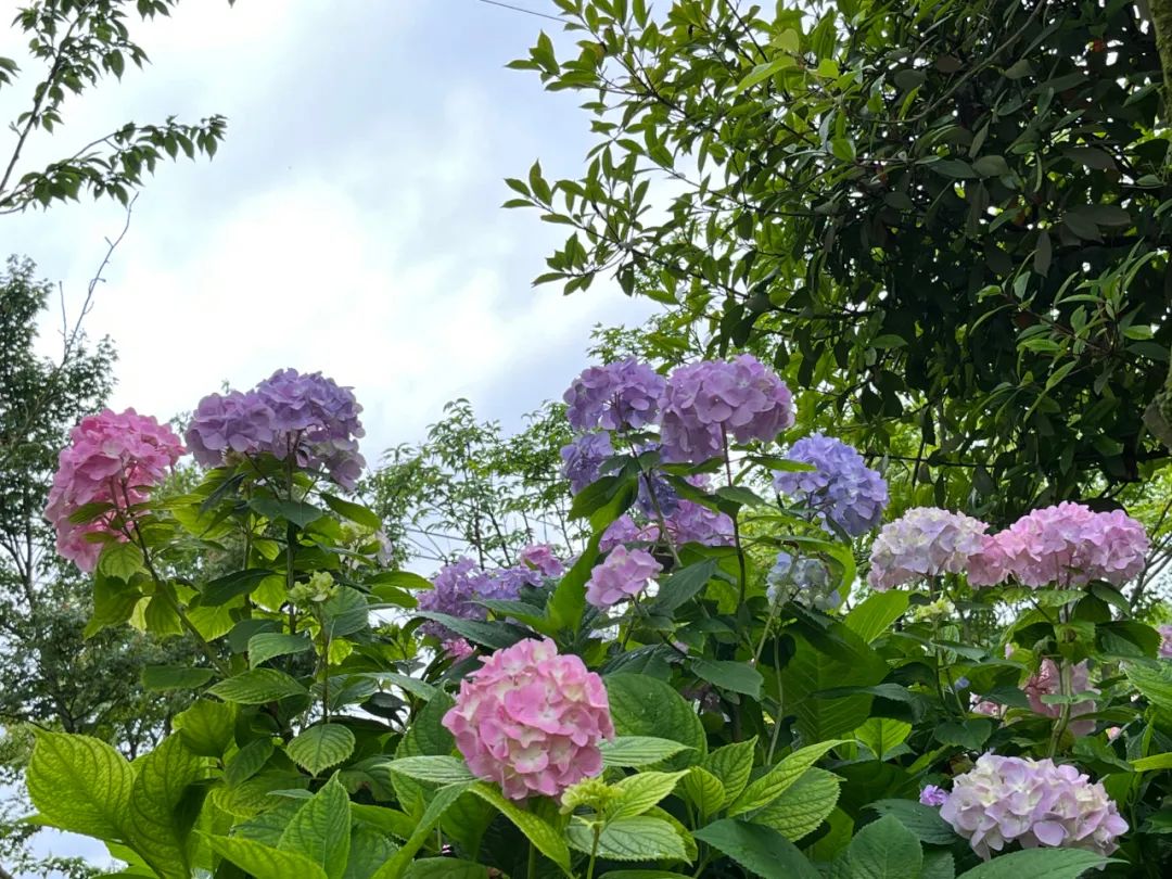 重庆园博园|初夏的阳光和快乐，都藏在主城这两个向日葵花海里！