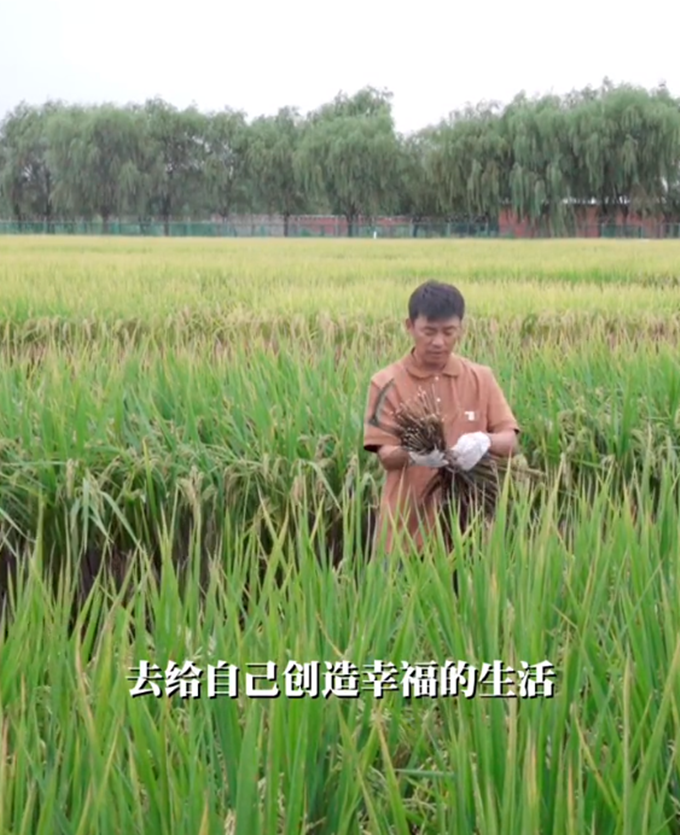 王宝强|王宝强割稻谷,动作娴熟自称地道农民,女友蹲地帮忙不嫌脏