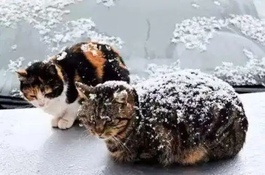 “在冬天，10只流浪猫会有6只死掉！”