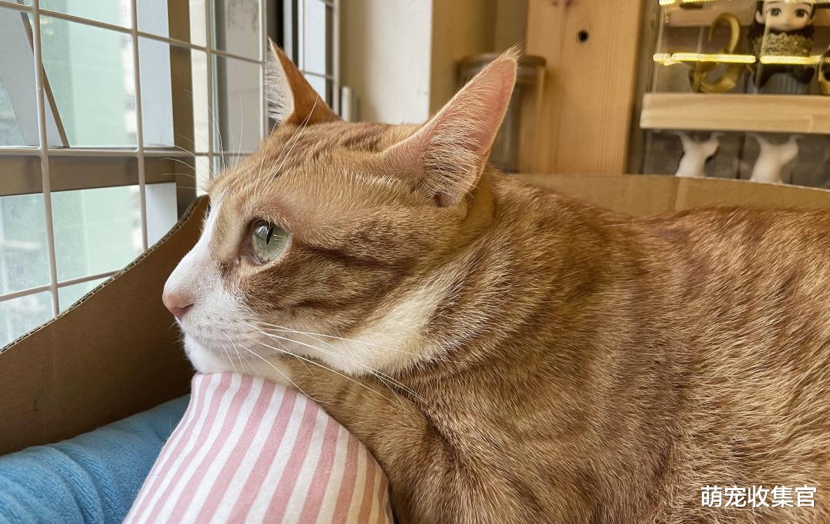 在寒冷的冬季，注意这七件事，让猫咪度过一个温暖的冬天