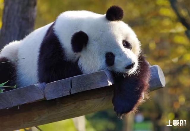 为何狮子老虎宁愿挨饿,也不敢攻击大熊猫?你看它另一个名字叫啥