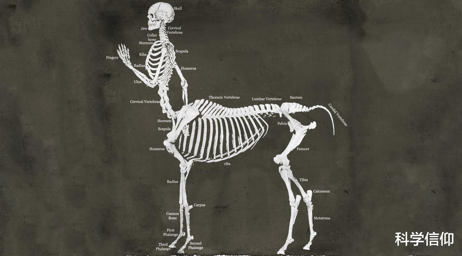 半人马只是传说,还是真实存在过?这样的生物很难存活