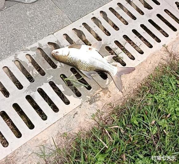 饵料|可视锚鱼、海竿阵！南宁邕江乱成一锅粥，网友：如此钓鱼意义何在