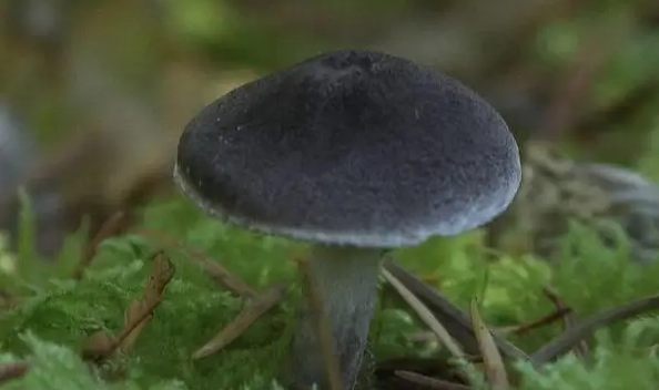 末日菇:生长在切尔诺贝利的真菌,不仅耐高辐射,而且靠“吞辐射”繁殖