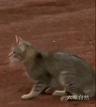 黑猫又来“送礼报恩”,叼回“鱼头”,是1米多美洲短吻鳄的头部