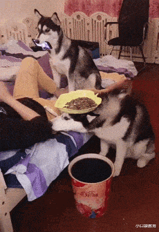 |“钓鱼被咬了，不过钓到了一条招财龙鱼，不亏啊”评论沸腾了