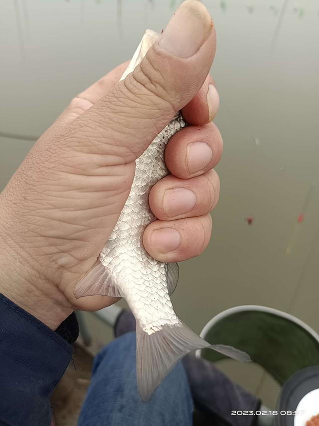 饵料|连杆停不下来,嘴都给乐歪了