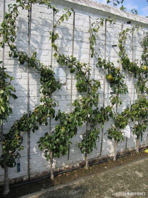 一面墙也能凹出造型来，这8种花园墙值得效仿，羡慕那些有庭院的业主