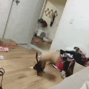 |“膀大腰粗”的6位女星，长着一张精致的脸，却被胖身材给拖累了