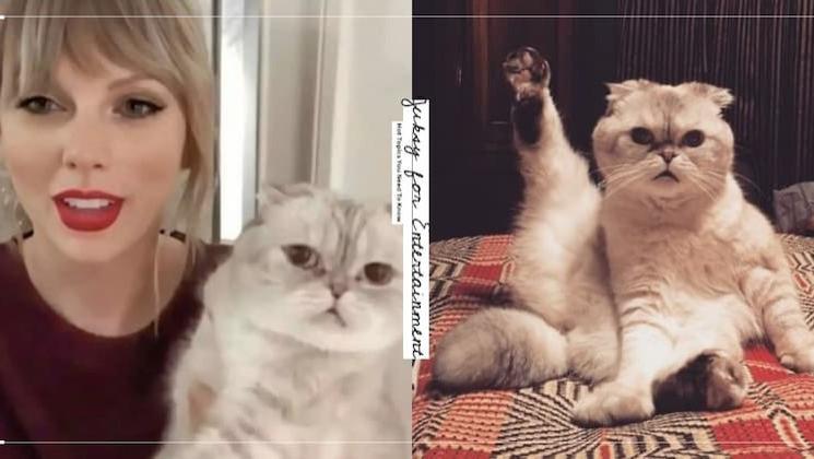 泰勒·斯威夫特|泰勒斯威夫特 Taylor Swift 的爱猫演过 MV、推出周边商品?身价千万