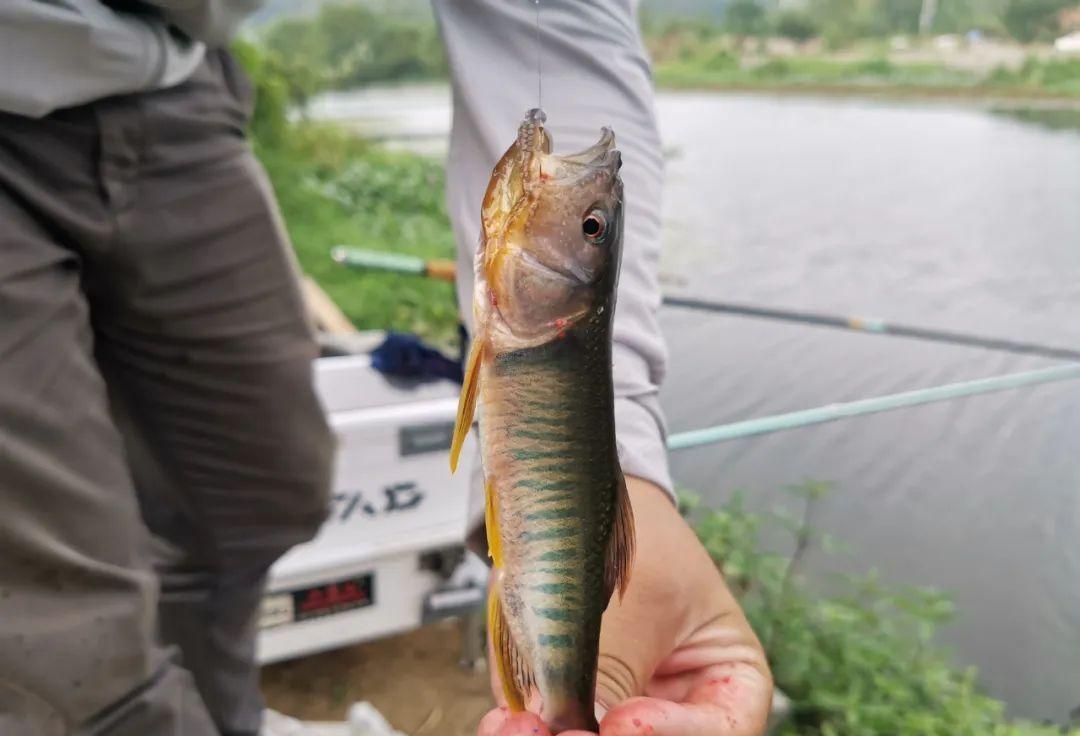 埃及|误把“土鲶”当“塘鲺”，盘点几种常被认错的鱼，老钓手也分不清