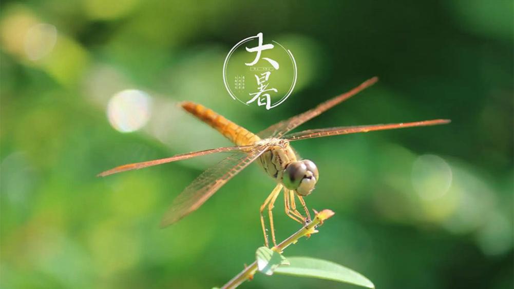 明日大暑，若不差钱，建议多吃5种食物，益气养阴，为秋冬打基础