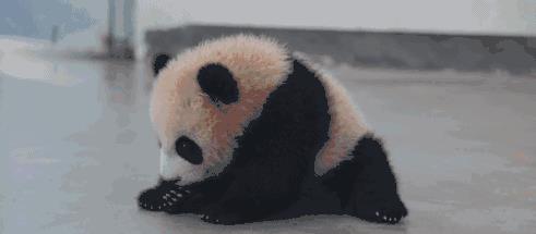 狮子和老虎,为何不吃大熊猫呢?是因为打不过吗?