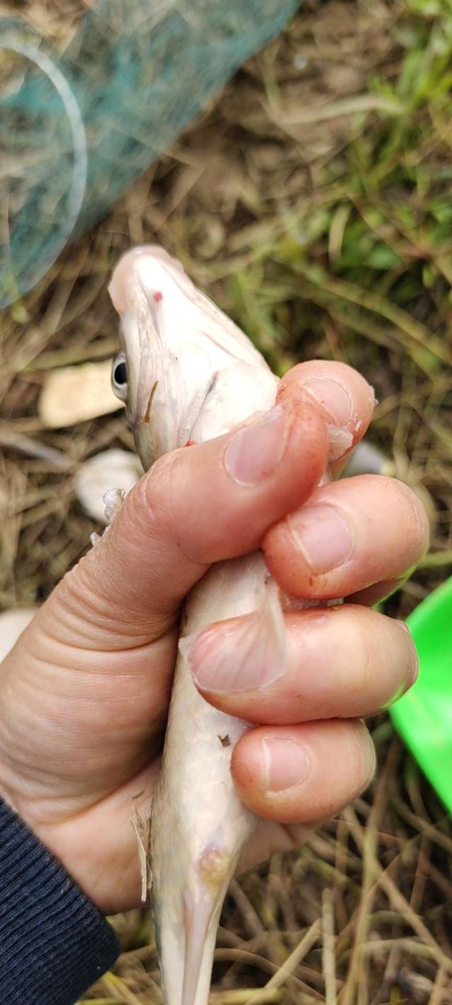 |新手进阶,鱼获倍增