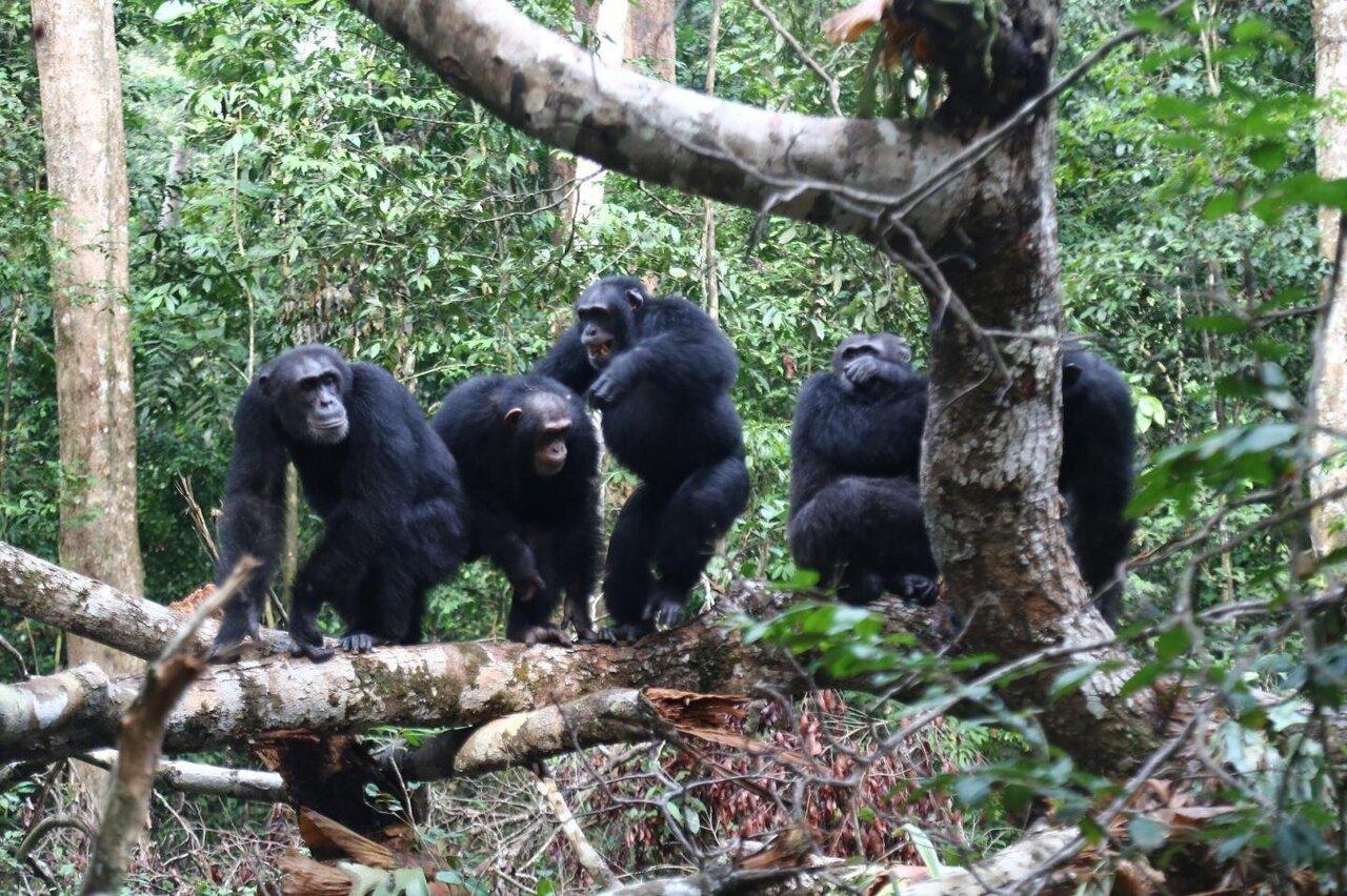贡贝黑猩猩战争:围殴、偷袭、暗杀,血腥程度堪比人类战争