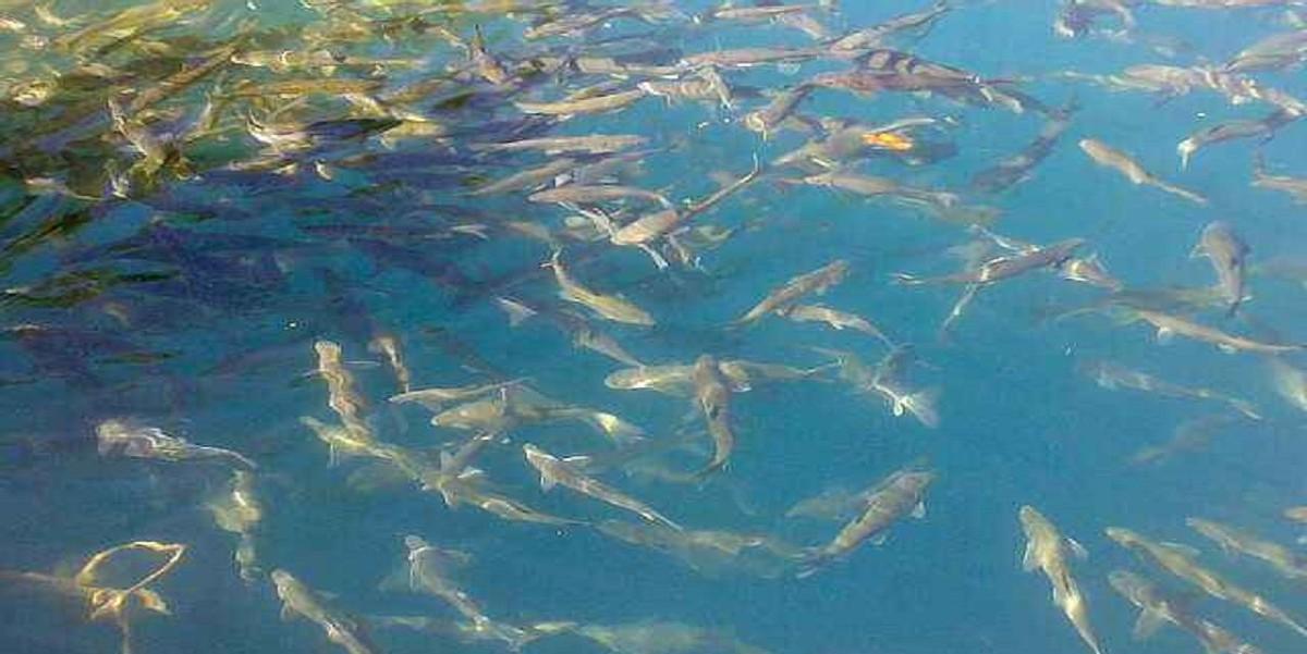 西藏|西藏羊卓雍措有2亿公斤的鱼，宛如“天然鱼库”，为何无人捕捞？