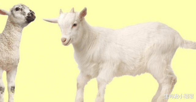 东莞|天降喜运好事来到,属羊人事业逆袭发展态势一片大好,在职场翻身