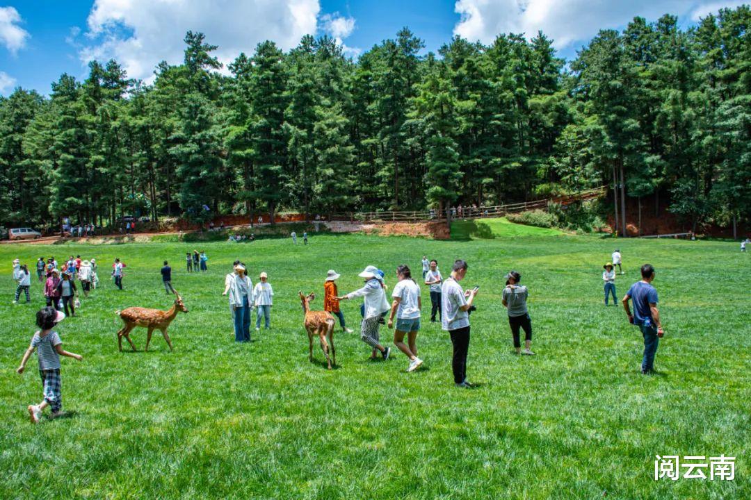 携程|昆明周边露营地盘点:森林草甸、高山牧场、热浪沙滩,不愁没去处