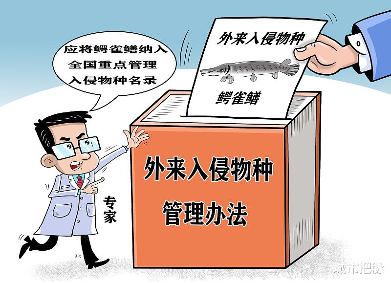 鳄雀鳝|河南汝州抽干湖水捕外来物种鳄雀鳝引争议:钓鱼佬就能搞定这事?