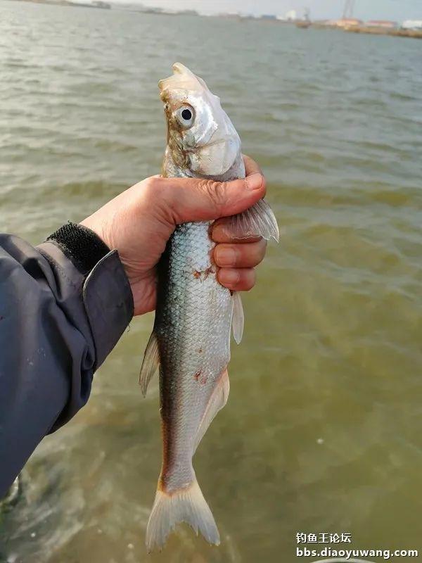 |冬钓饵料选得好,板鲫一样不会少