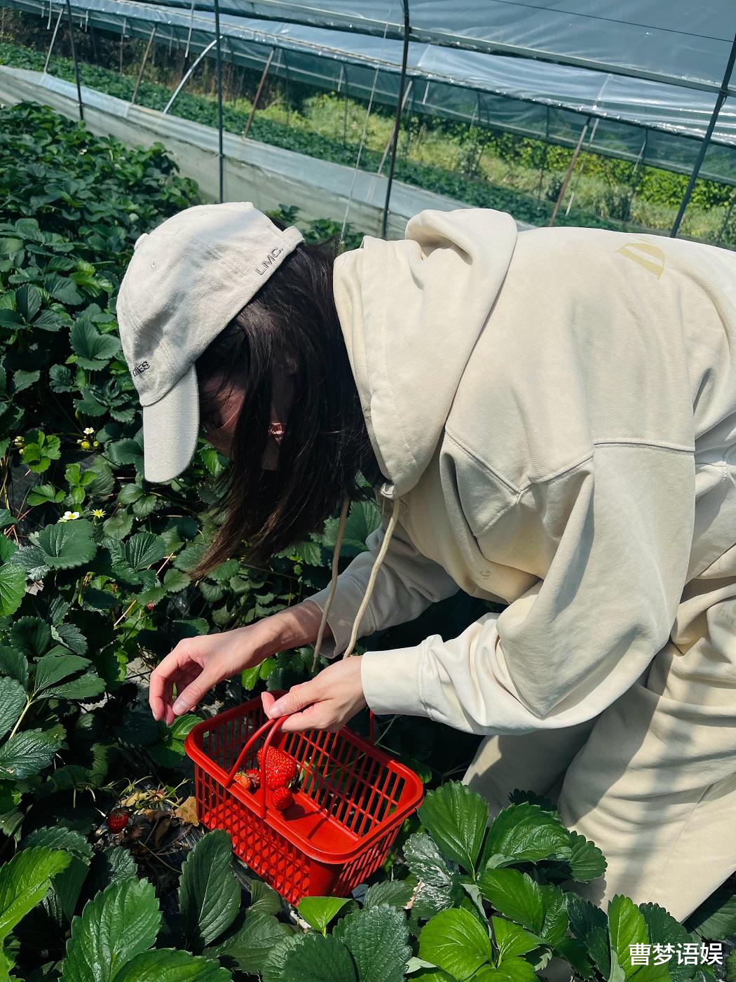 迪丽热巴|迪丽热巴晒摘草莓照片,一身休闲装活力十足,全程不露脸气质难掩
