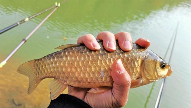 饵料|野外钓鱼不但有十大天然饵料，还有十大经典配方，你都用过几种？