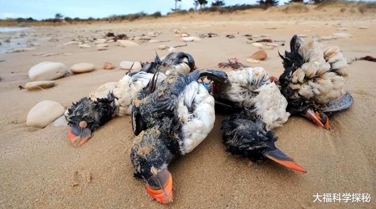 大气中存在神秘生物?鸟类发生大规模死亡,研究者认为极有可能