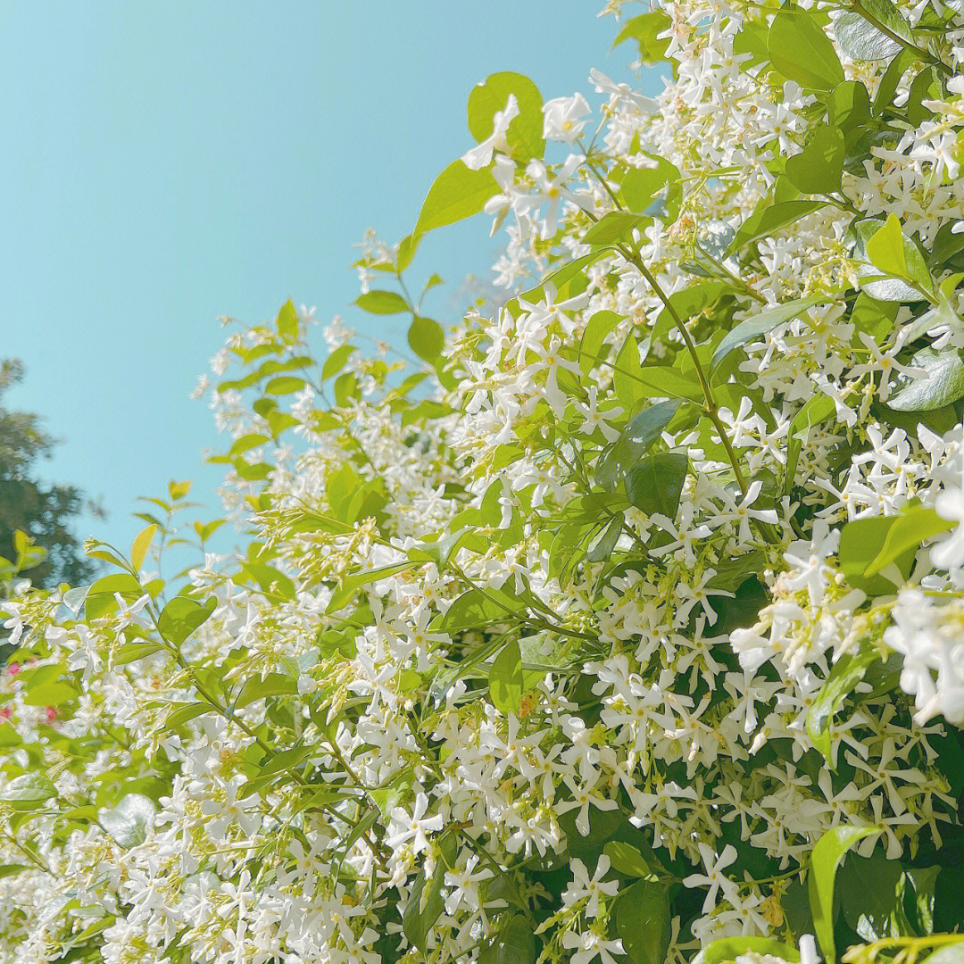 如果有地,一定要回农村建个房子和院子,那才是我们向往的生活