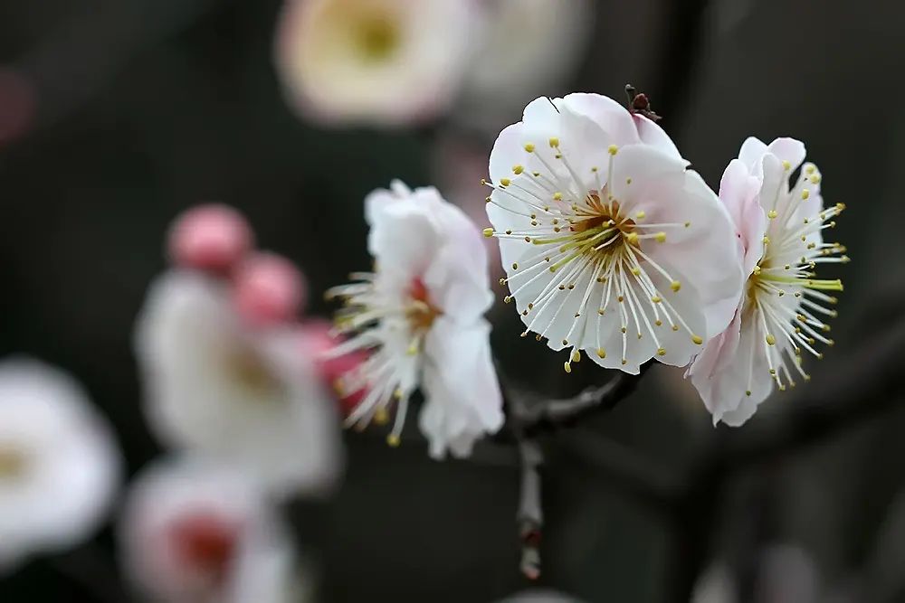 湖州|冬季出游打卡点！湖州这几个地方你一定要来（二）