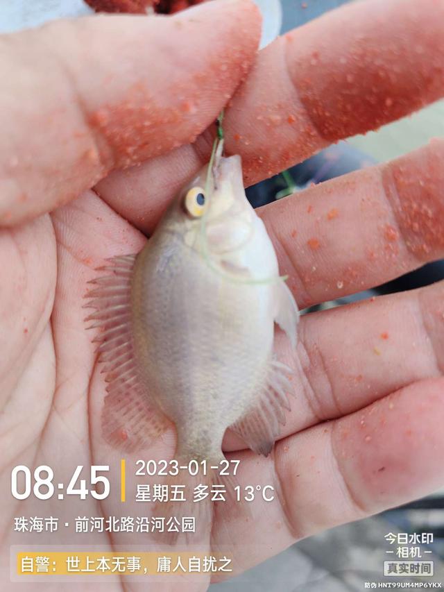 |老地方新收获!“老情人”终究禁不住念叨