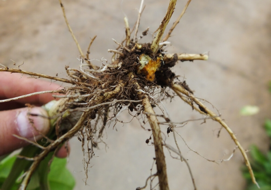 李可|李时珍称:植物界的“护肝王”,当零嘴吃,肝会越养越好