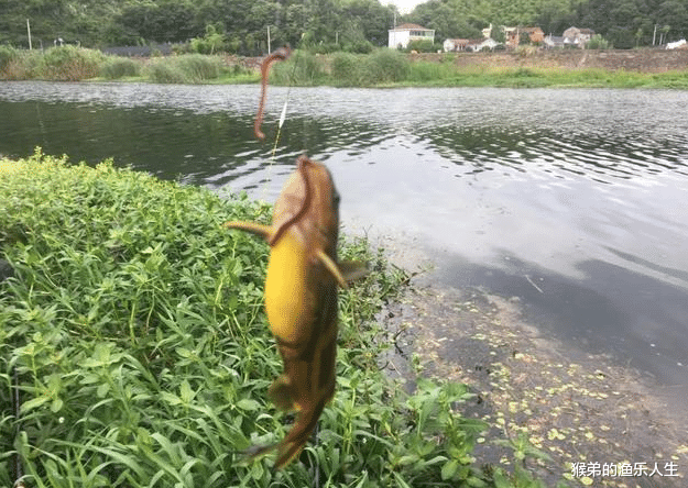 饵料|桑拿天大鱼难钓，不如试试黄辣丁！教你3个“小窍门”，轻松爆护
