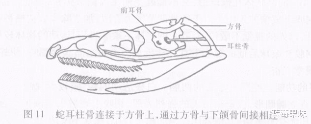 打蛇瞄七寸,驱蛇用雄黄?浅谈蛇类的弱点
