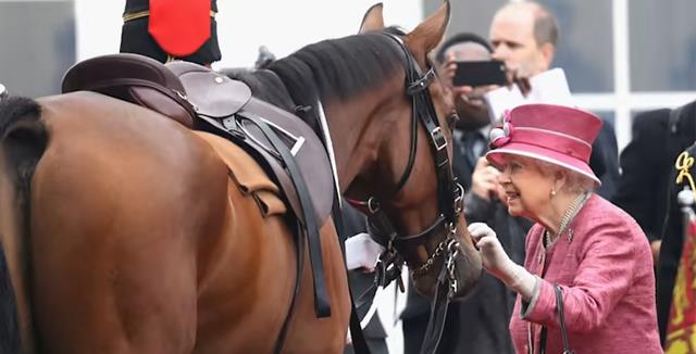 伊丽莎白二世|现在谁来照看艾玛?这匹小马陪伴女王15年,现在是一笔宝贵的遗产