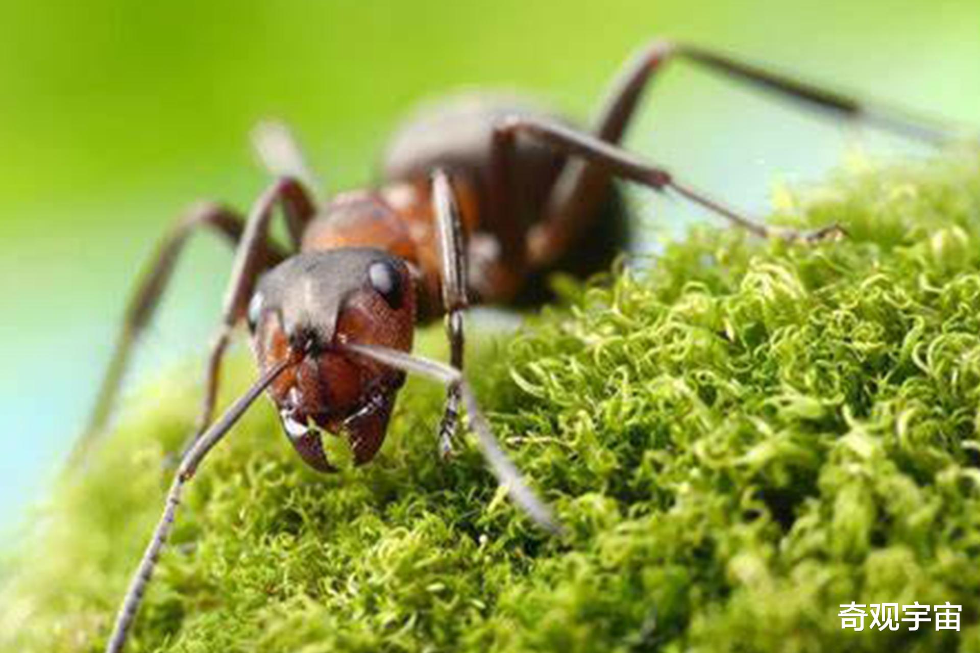 南美“红蚁”侵入我国多个省份，科学界发文呼吁，要防止出现生态危机
