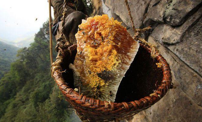 蜂蜜|喜马拉雅山“采蜜人”：专供尼泊尔皇室，一公斤高达3500美元