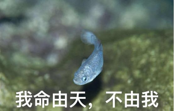 仅存136只,世界上栖息地最小的鱼,差点被醉汉灭族