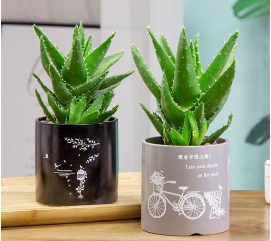 不跟人们争氧气的“6种花”,养在卧室里,睡眠都变好了