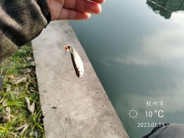 鲤鱼|新年作钓小河边，暖阳鲫鲤来报到