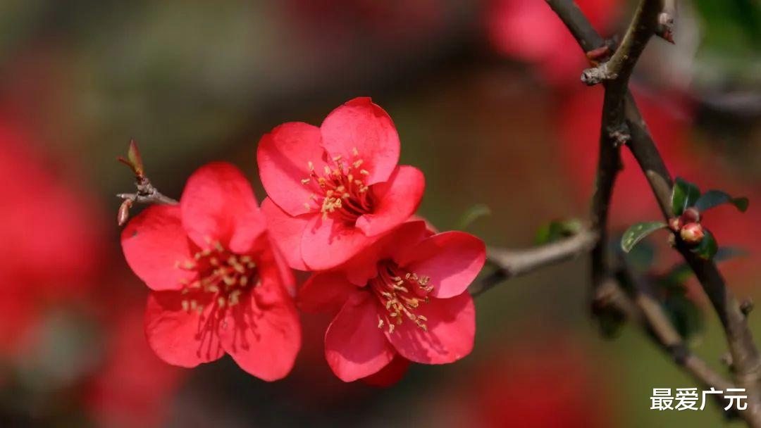 |四川广元：2022年的春天终于来了！苍溪海棠花开啦